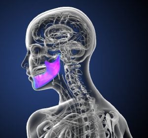 skeleton, jaw bone highlighted